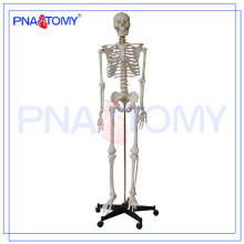 PNT-0101h Tipo de modelo de esqueleto de 180 cm e assunto de ciência médica